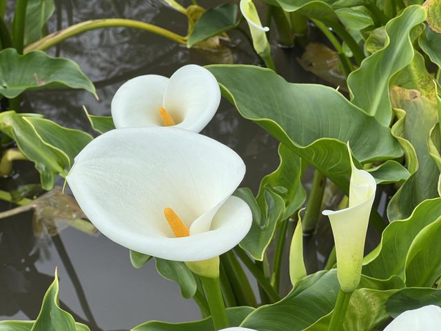 Alocasia in Yang Ming Shan 