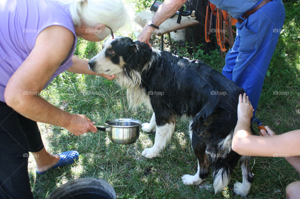 Wet dog, bathing a dog 3