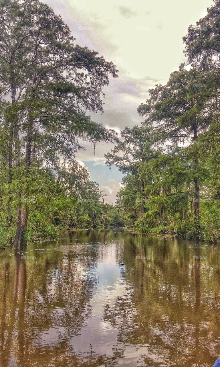 Nature, Tree, Wood, Water, Landscape