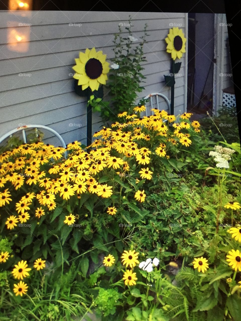 Flowering yellow black eyes Susan's in yard.