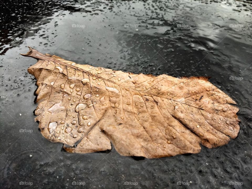 Leaf in the rain
