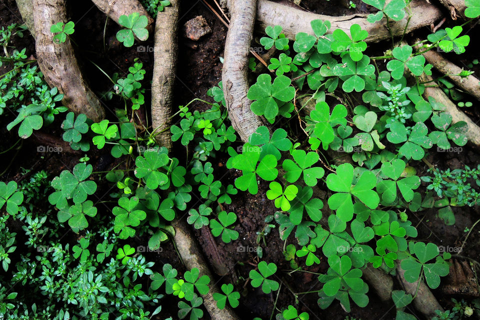 green love leaves