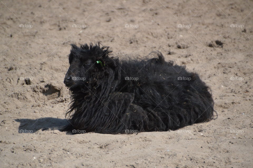 Black Sheep In The Sand
