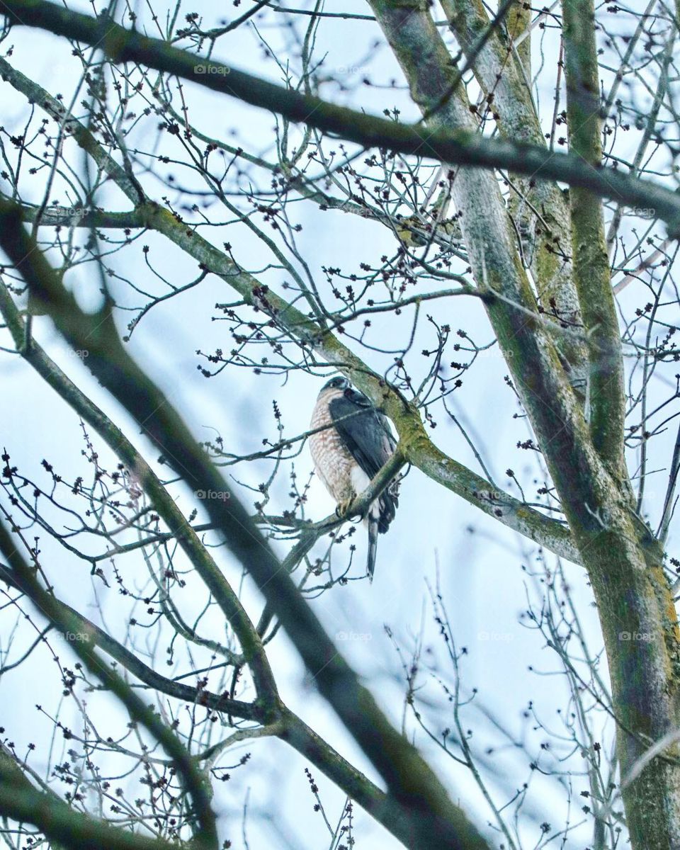 Hawk in tree