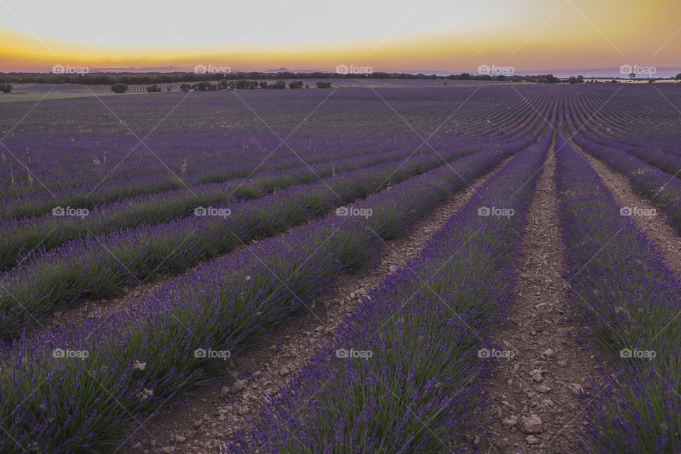 lavender fields