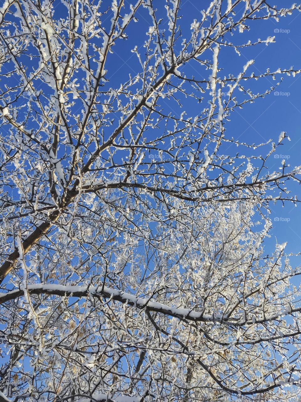 Tree branches covered with ice