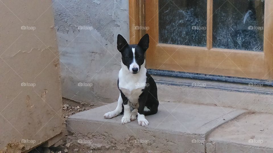 Black and white dog sitting with ears perked up