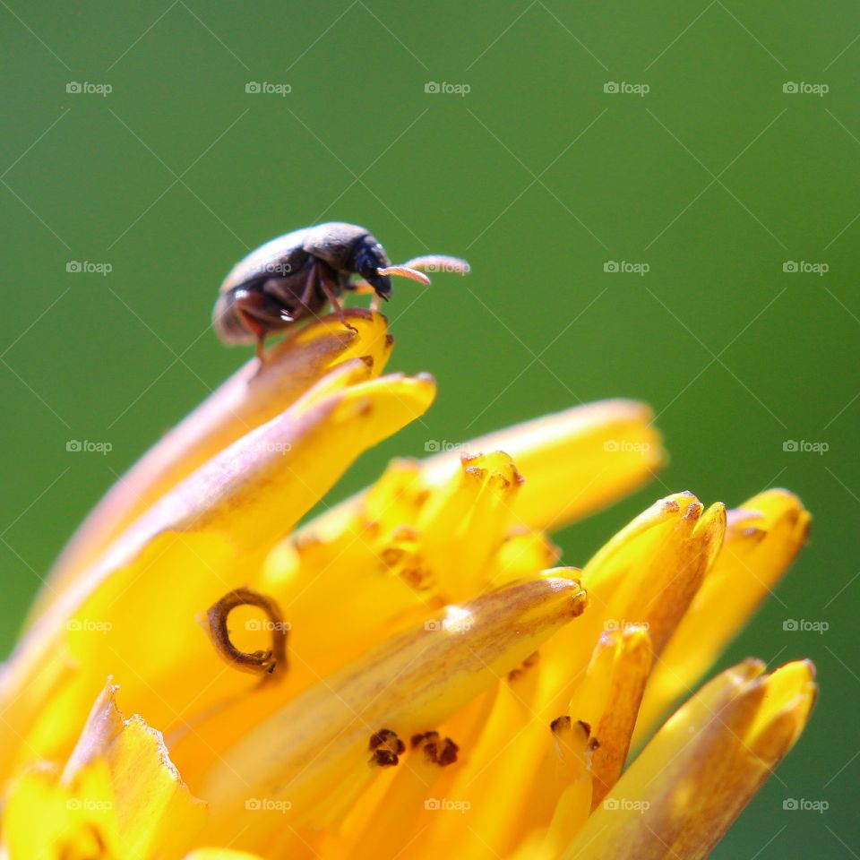 Macro insect on top of a yellow flower 