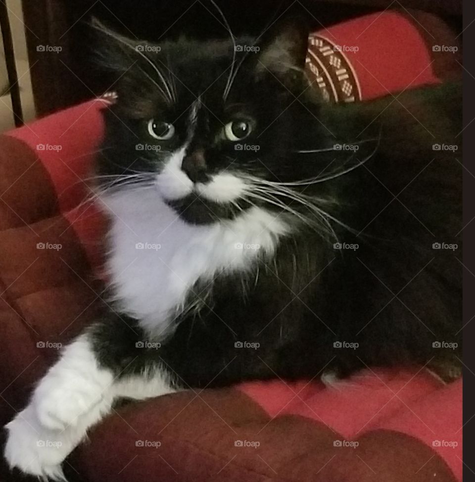 Sam the Proud Ham Cat