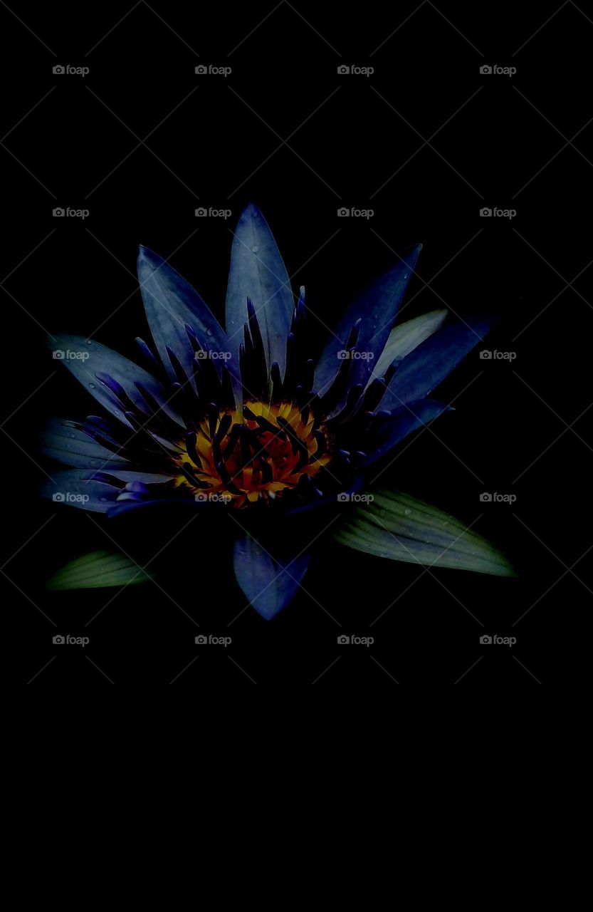 naturelove, beautiful flowers, drak,