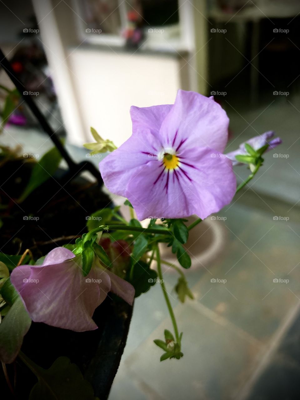 🌹 🇺🇸 Very beautiful flowers to brighten our day.  Live nature and its beauty. Did you like the delicate petals? / 🇧🇷 Flores muito bonitas para alegrar nosso dia. Viva a natureza e sua beleza. Gostaram das pétalas delicadas? 