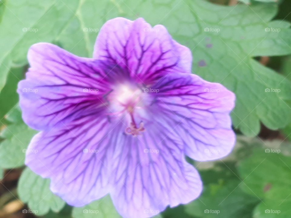 Purple Flower