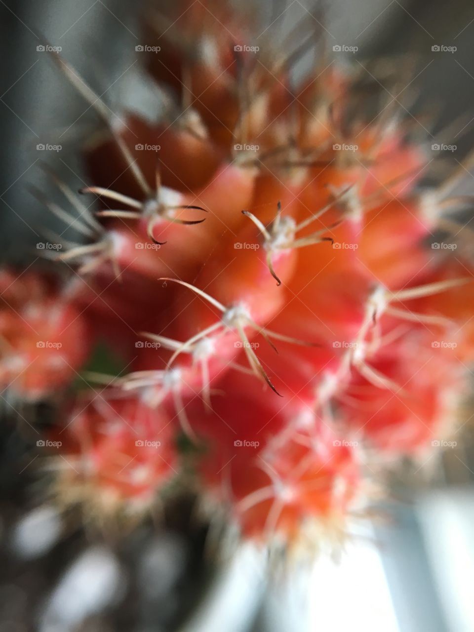 Closeup of of Cactus