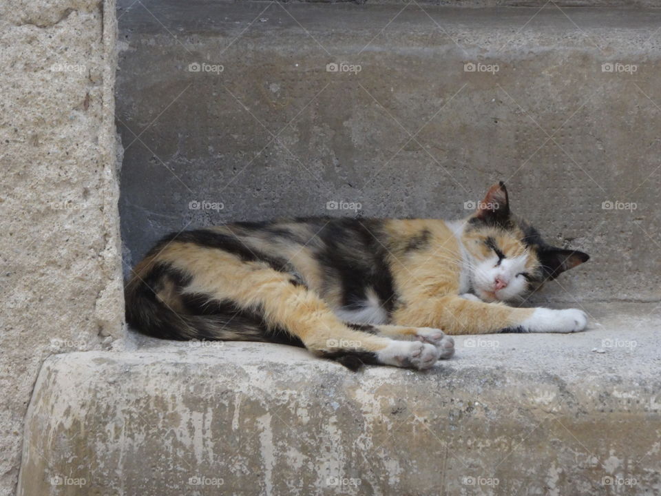 cat in Calabria