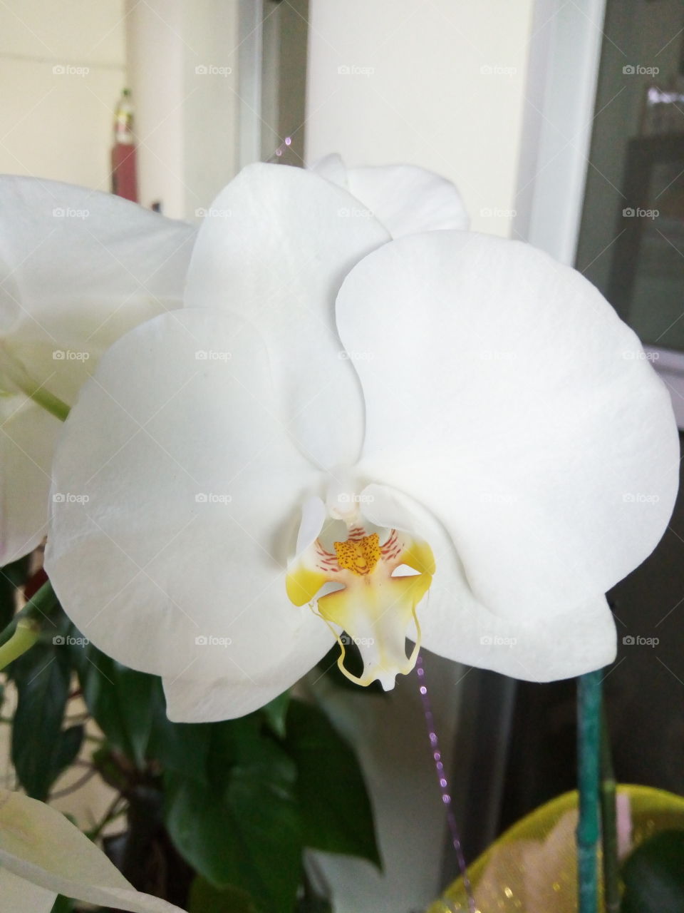 white orchid