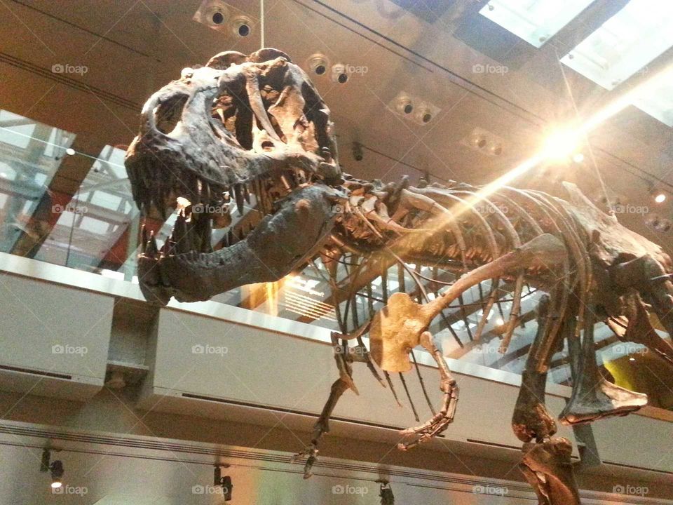 T-Rex Dinosaur Skeleton with natural light flare.