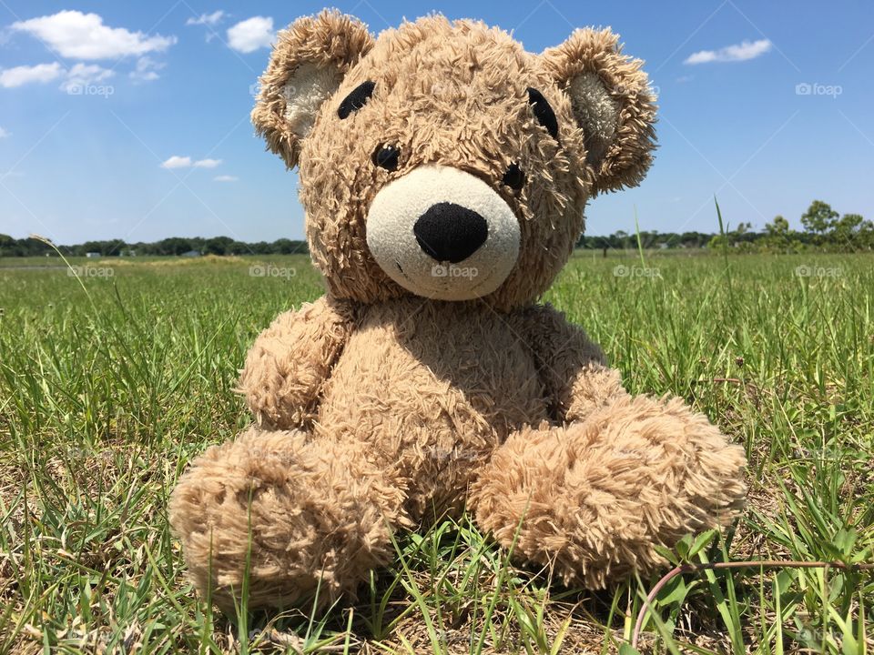 Teddy Bear Sitting In The Grass On a Landscape On A Sunny Day
