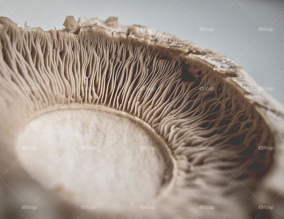 Close up of a chestnut mushroom