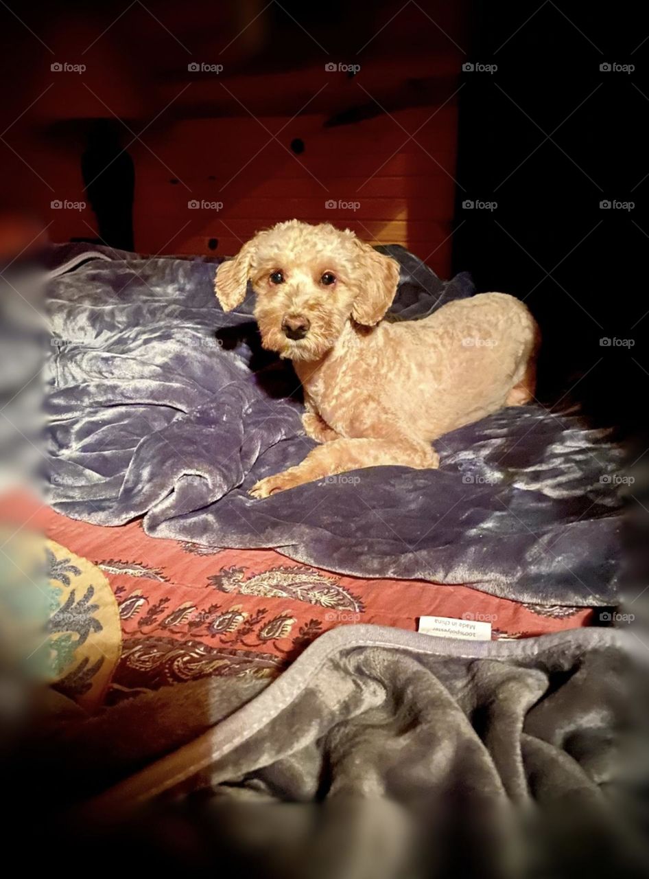 A miniature golden doodle protects his sleeping human at nighttime at the beach house. 