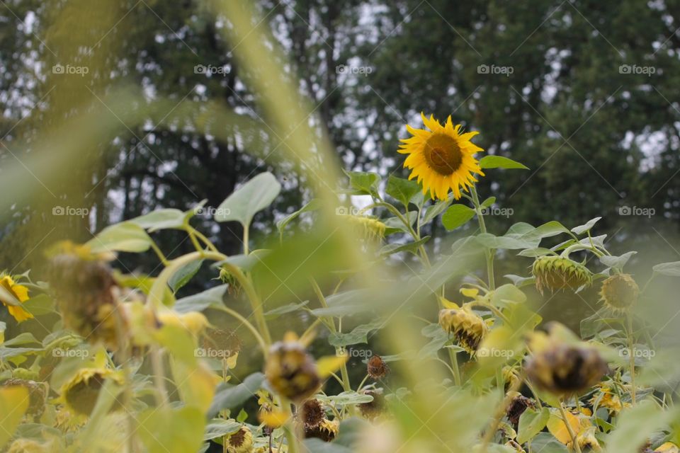 Sunflower. Sunflower