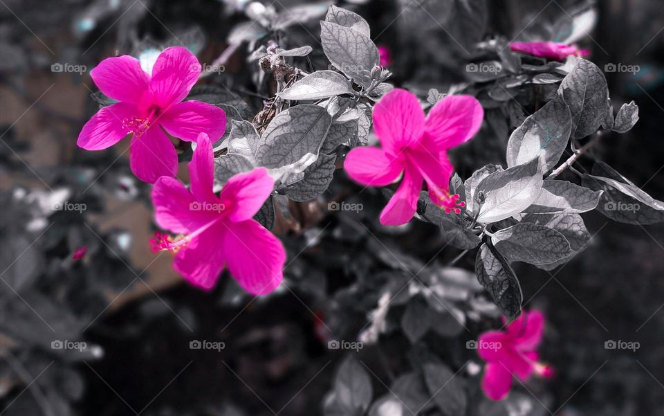Beautiful pink flowers