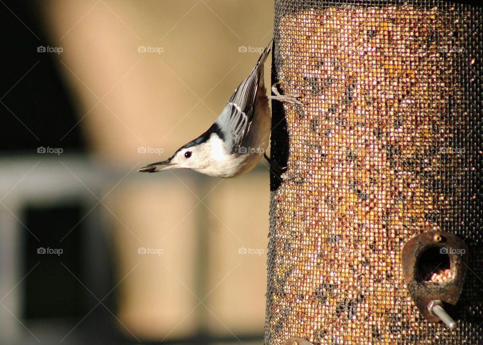 small bird getting food