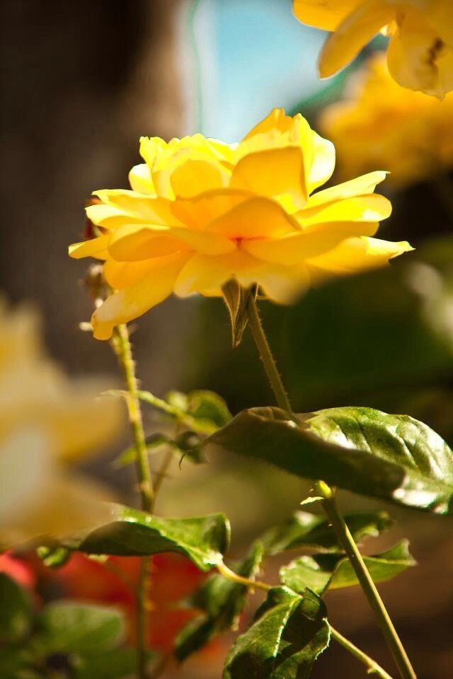 Flower