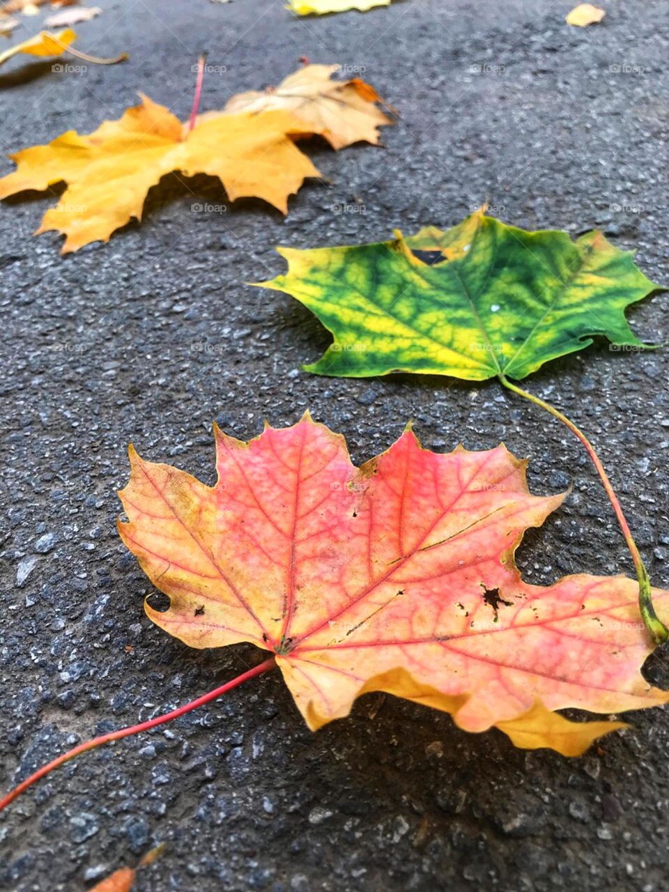 what could be more beautiful than 🍂