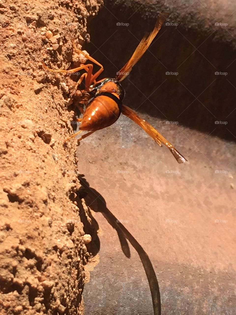 Wasp shadow; dauber wasp at mud nest