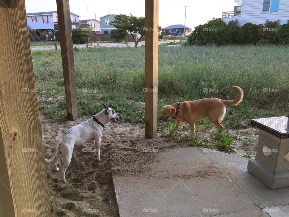 Puppy playtime at the beach