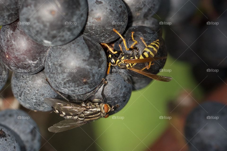 Fly And Wasp On Grapes