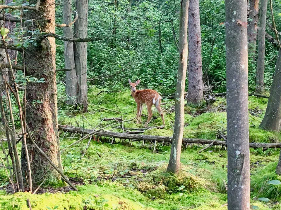 A deer at the Sifton Bog
