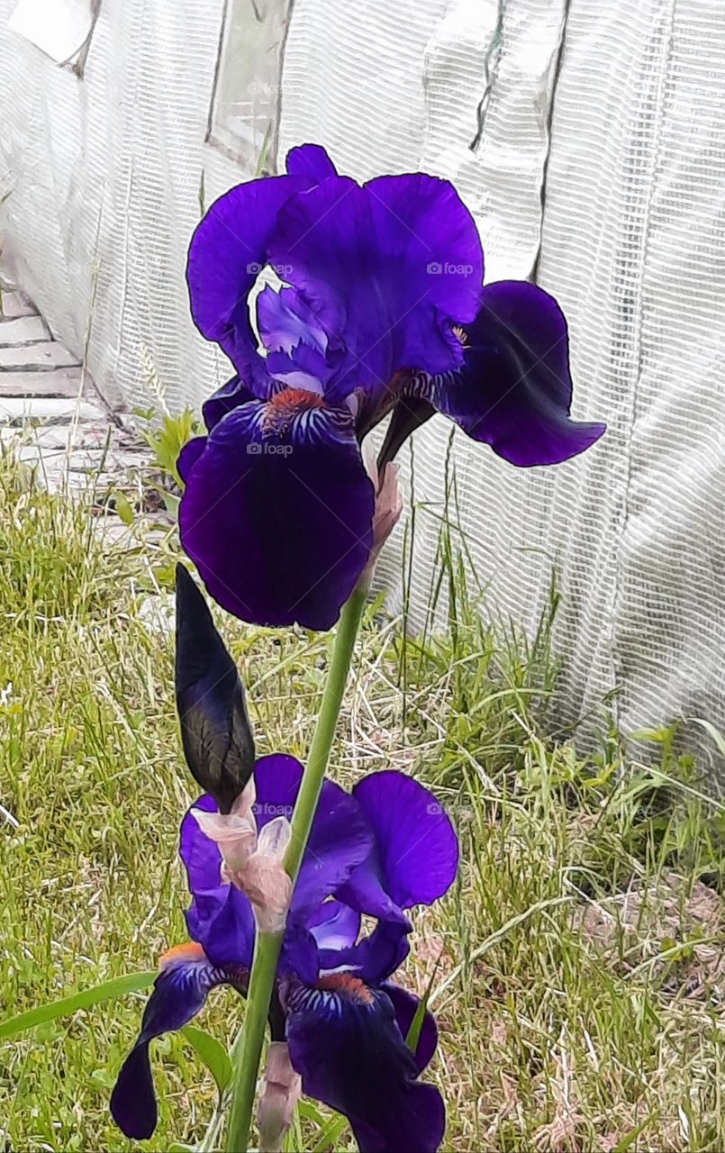 navy blue flowers of iris