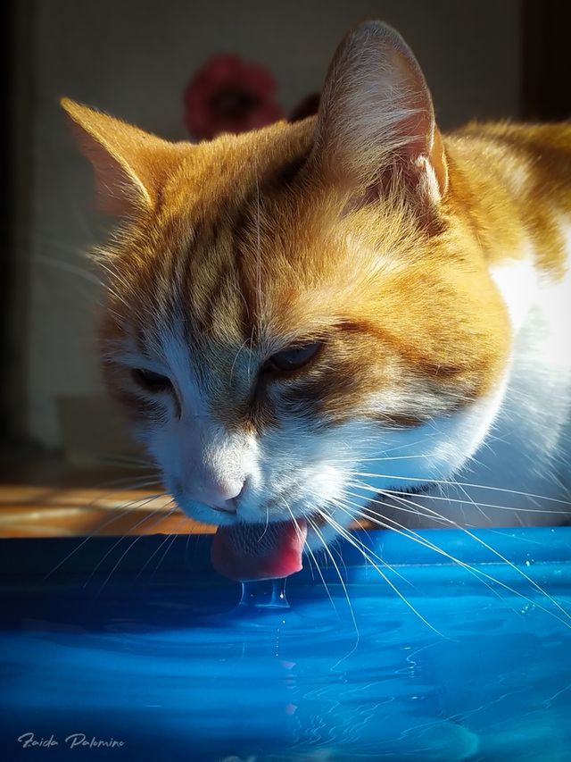 Horus mi gato