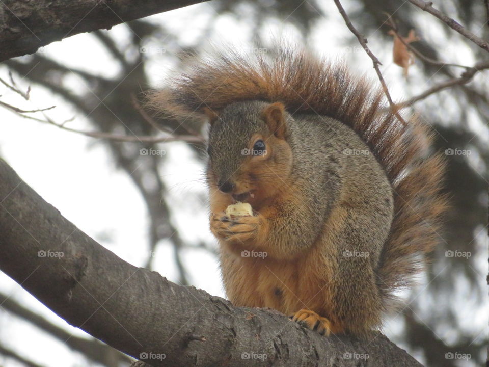 Squirrel lunch