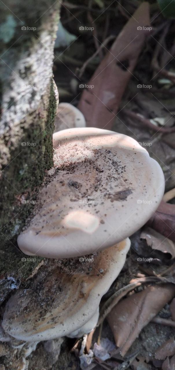 mushroom on dead wood