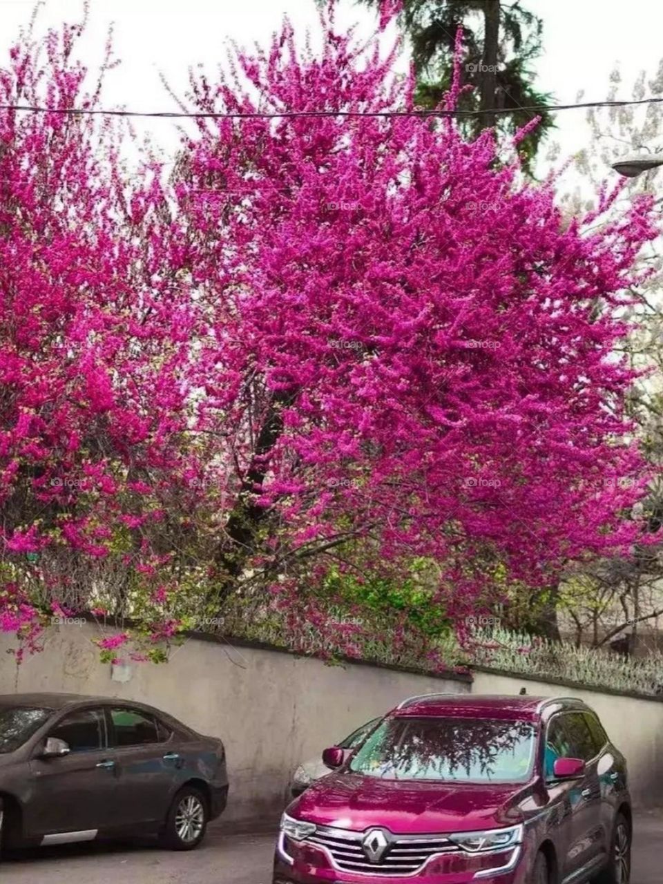 A beautiful purple car mach with a beautiful purple tree..