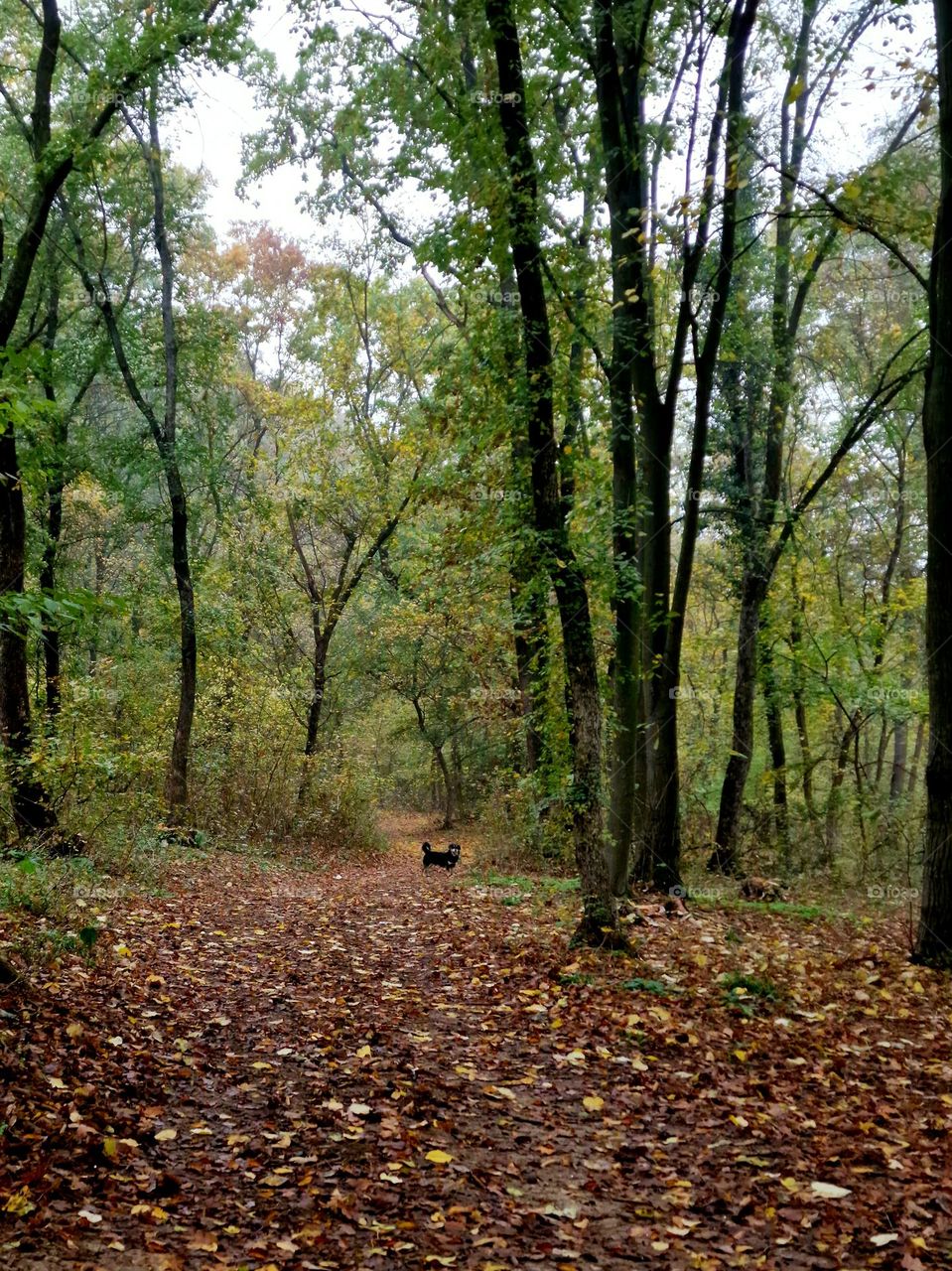 walk through the forest