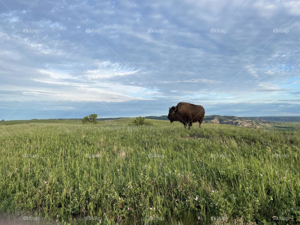Bison on the green prairie in North Dakota 