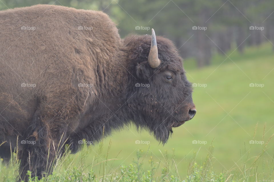 Buffalo 
