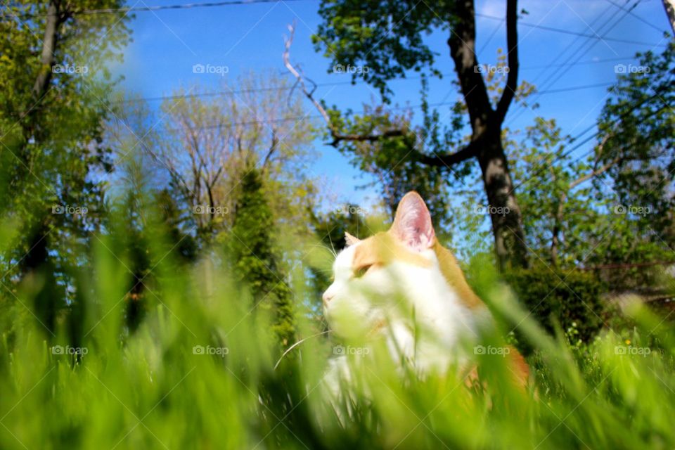 Cat in the grass 