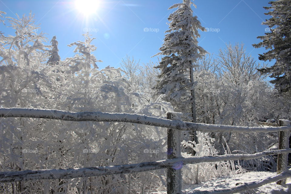 Snow covered pine trees