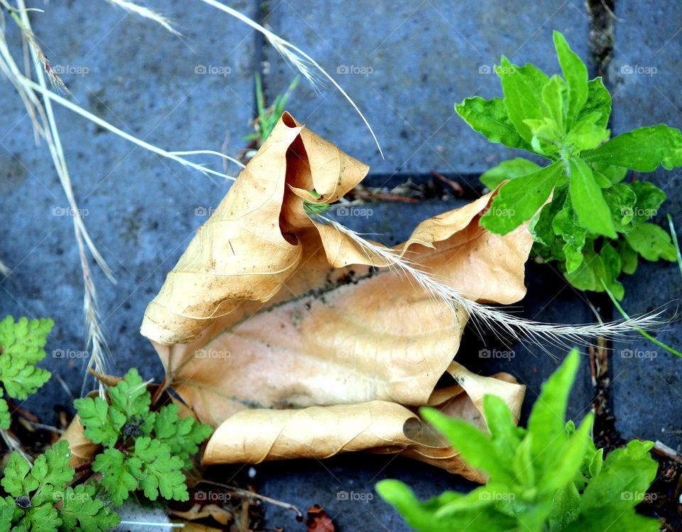 crunchy leaf fallen to the sidewalk and forgotten. close up of nature