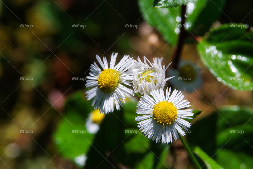 flowers