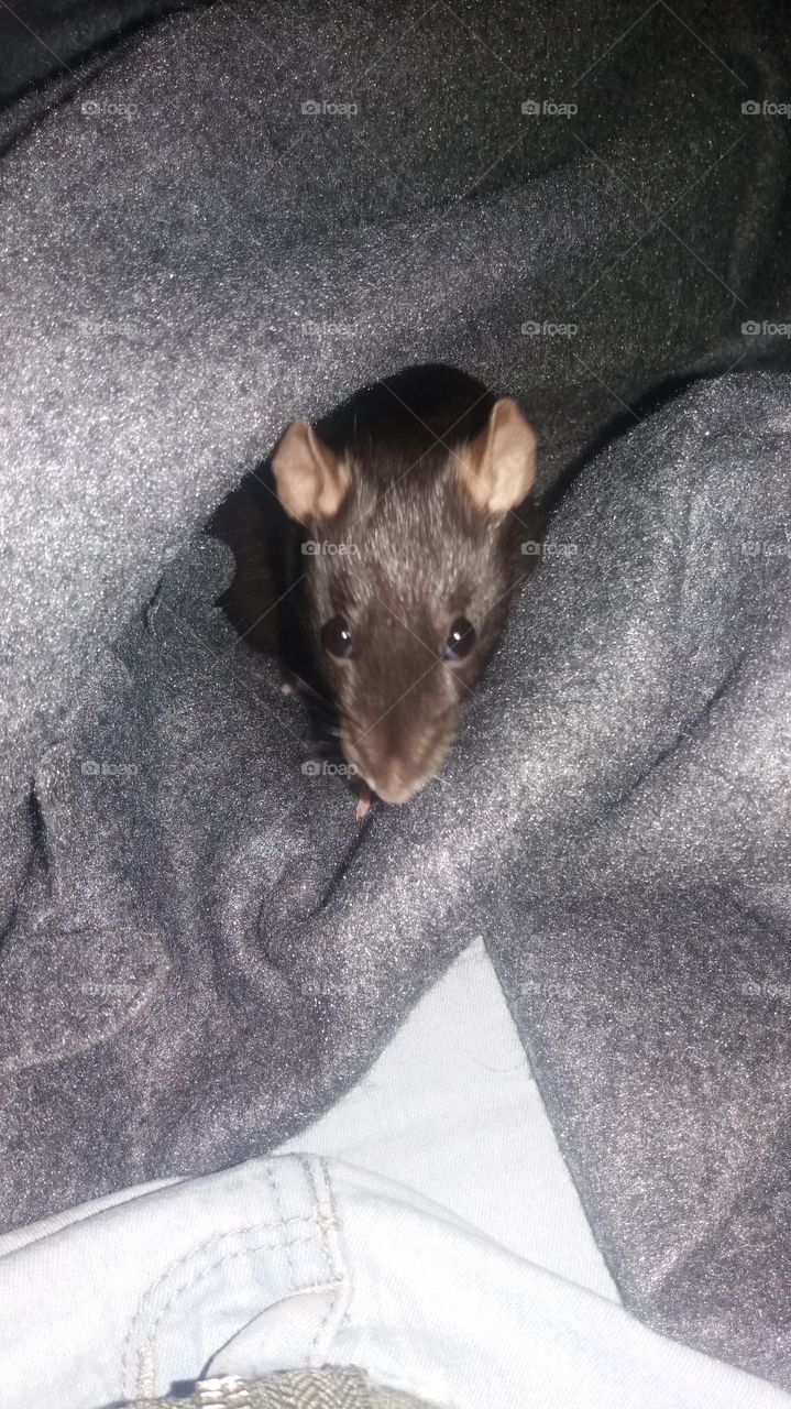 Ratty Snuggled