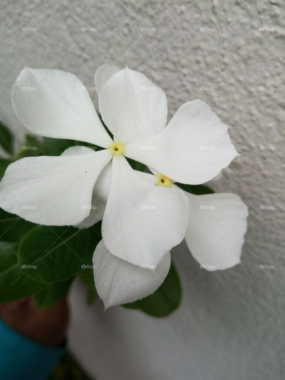 Flower, Nature, No Person, Flora, Leaf