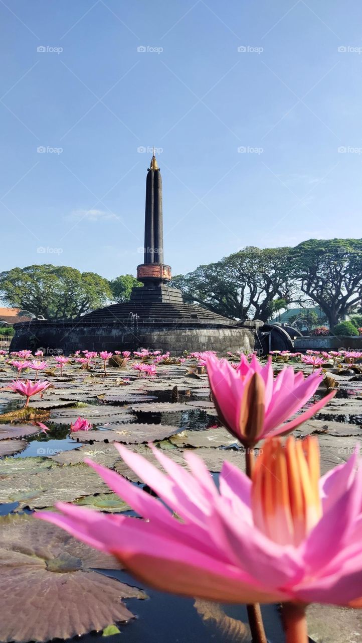 teratai di kolam tugu malang