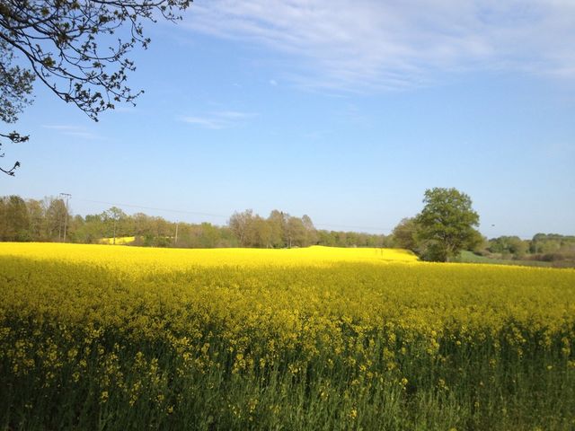 sweden sommar natur himmel by lasse