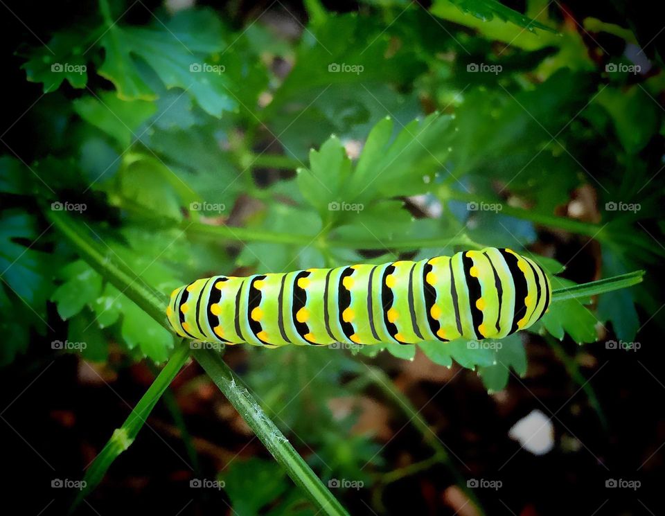 Swallowtail caterpillar munching on some delicious parsley.