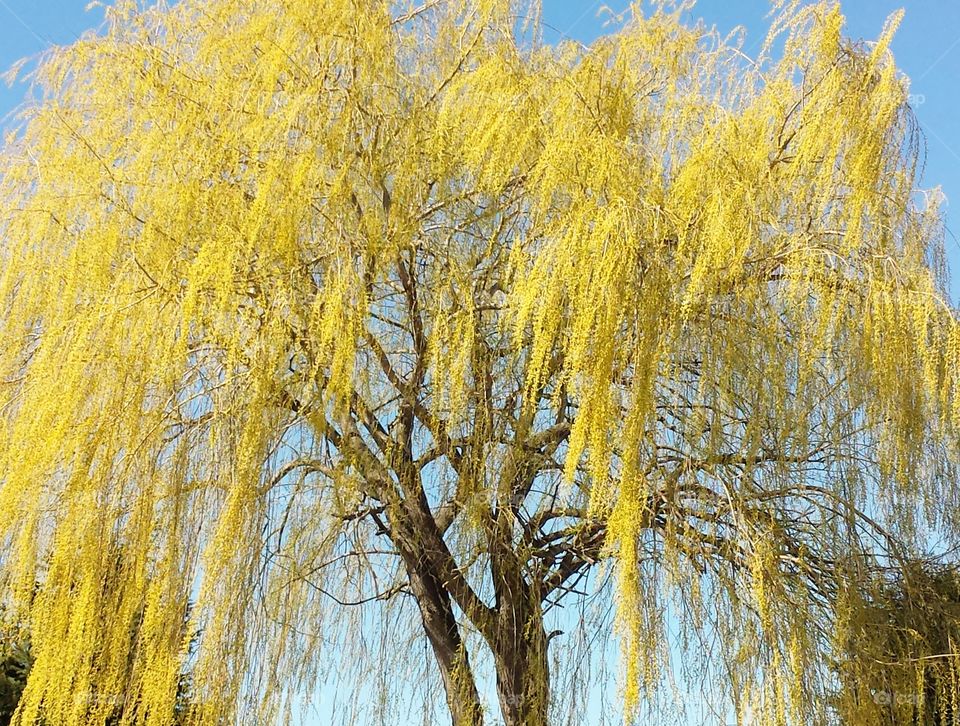 Willow tree